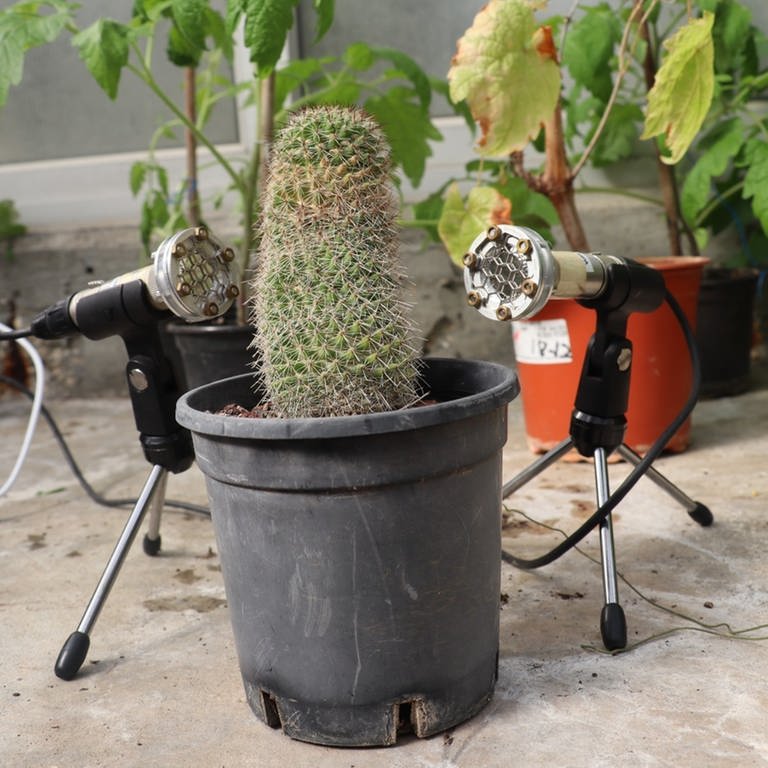 Das am 30.3.2023 von der Universität von Tel Aviv herausgegebene Bild zeigt zwei Mikrofone die neben einem Kaktus stehen. 