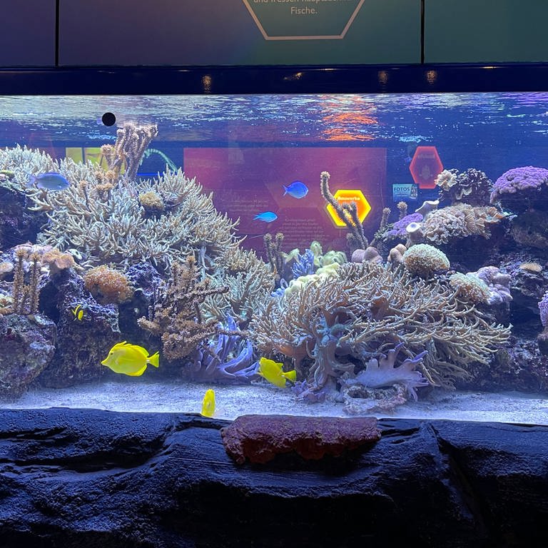 Korallenriff-Aquarium im Sea Life Speyer (Foto: SWR, Martina Senghas)