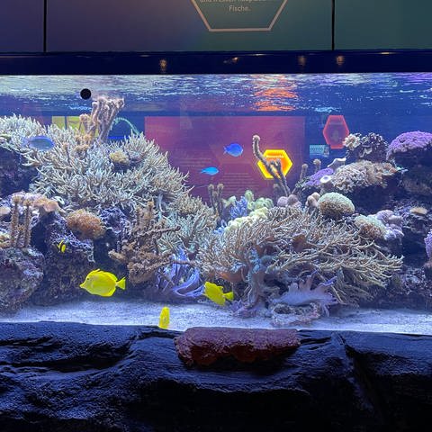 Korallenriff-Aquarium im Sea Life Speyer
