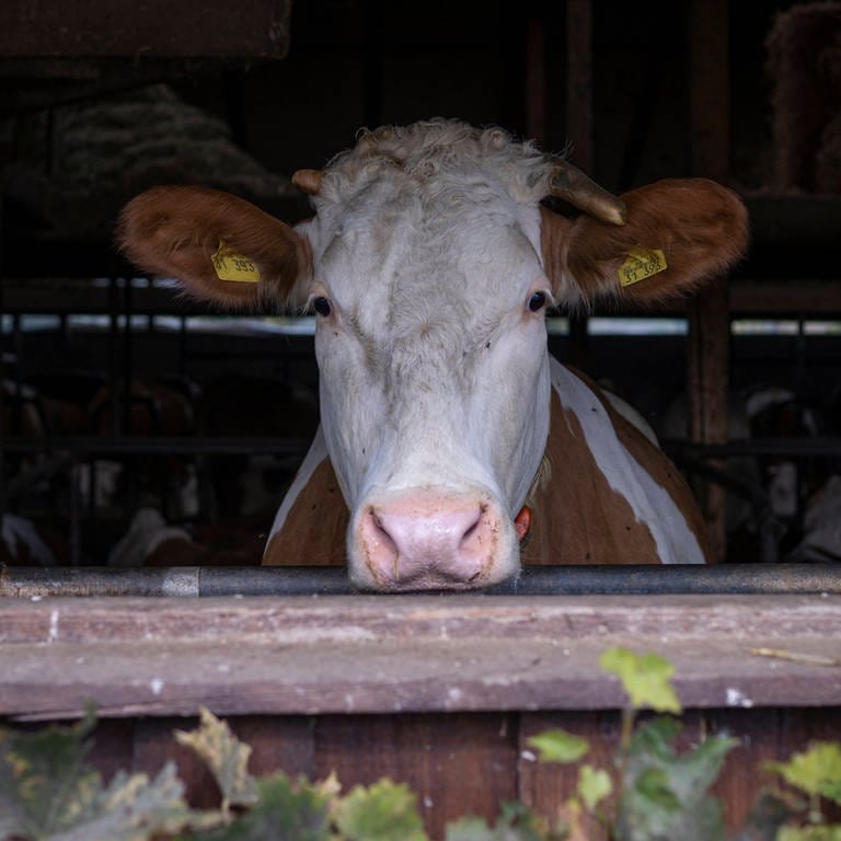 Milchkühe im Stall: Zwischen Komfort und Produktion (Foto: IMAGO, IMAGO I Ulrich Roth)