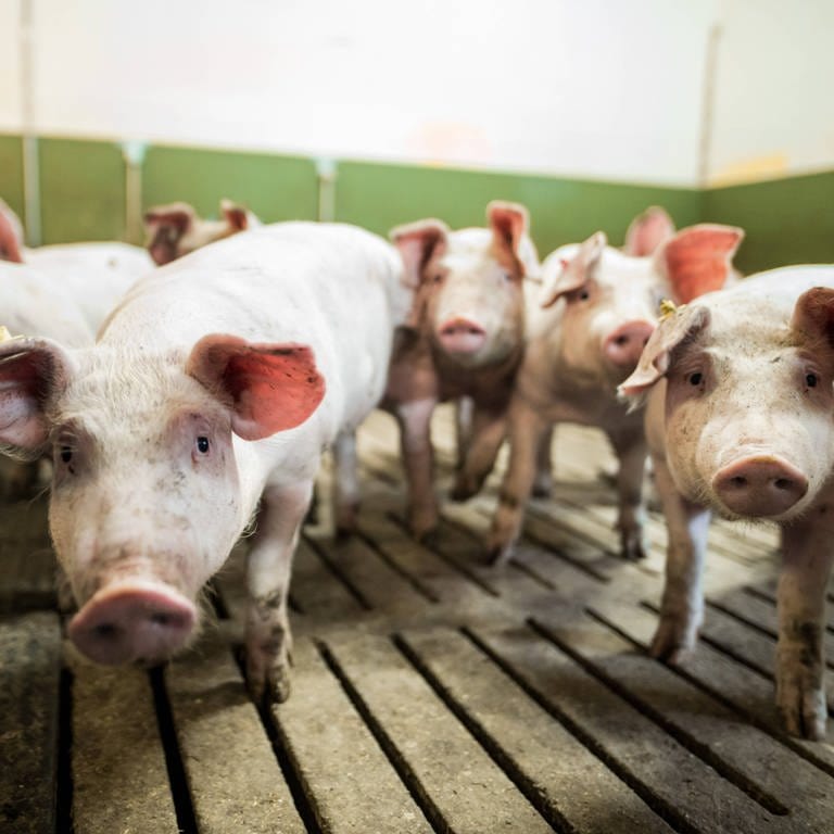 Schweinetierhaltung in einem konventionellen Mastbetrieb. (Foto: IMAGO, IMAGO / Marius Schwarz)