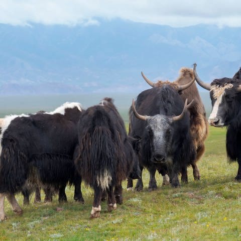 Domestic Yak on their summer pasture. Archivfoto
