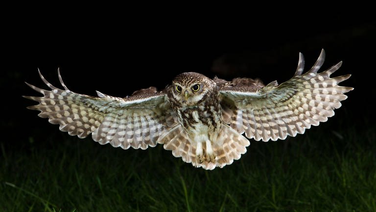 Steinkauz (Athene noctua) adult, in flight hunting. Archivfoto (Foto: IMAGO, imagebroker)