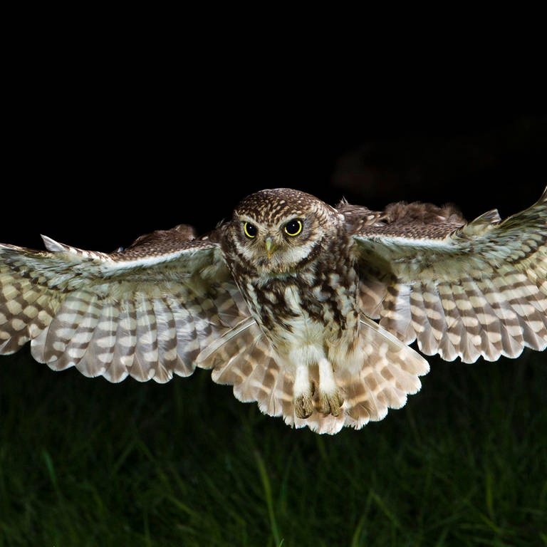 Steinkauz (Athene noctua) adult, in flight hunting. Archivfoto