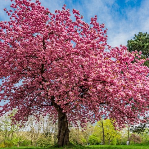 Kirschbaum im Frühling Symbolfoto