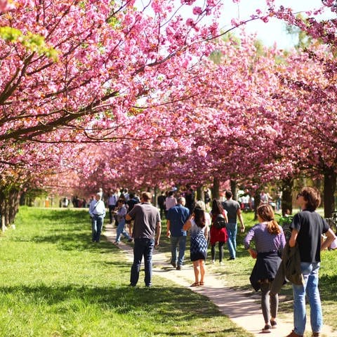 Archivfoto. Berlin: Touristen und Einheimische gehen durch die sogenannte "Japanischen Kirschblütenallee" in Steglitz-Zehlendorf an der Grenze zu Brandenburg. Die rund 1000 Bäume hier wurden mit Spenden aus Japan nahe dem ehemaligen Todesstreifen gepflanzt.
