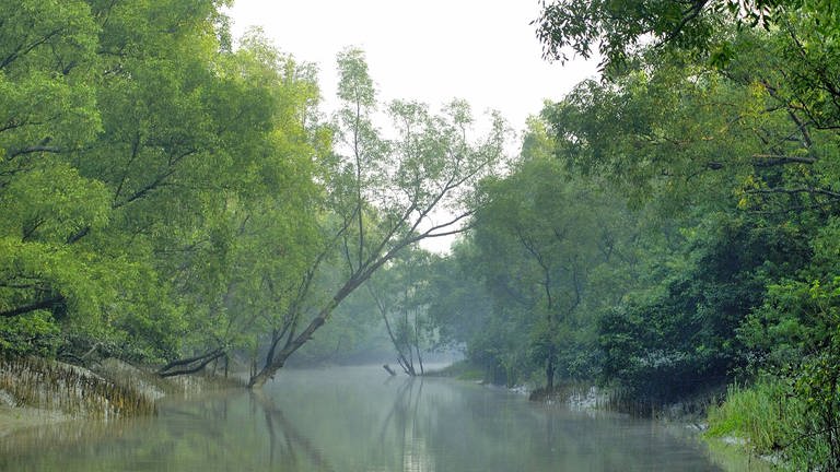 Die Sundarbans, Weltnaturerbe und größer Mangrovenwald