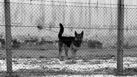 Bilder zum Artikel "Der Schäferhund"  (Foto: IMAGO, IMAGO / Werner Schulze)