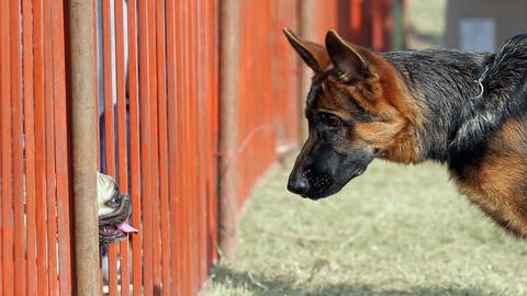 Bilder zum Artikel "Der Schäferhund"  (Foto: picture-alliance / Reportdienste, picture alliance / Xinhua News Agency/ Javed Dar)
