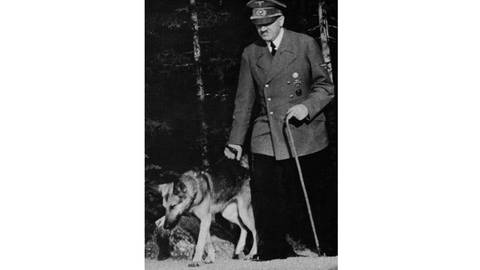 Bilder zum Artikel "Der Schäferhund"  (Foto: picture-alliance / Reportdienste, picture alliance/United Archives)
