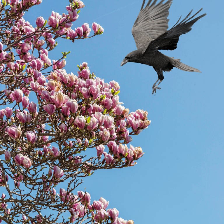Eine Krähe landet in einem blühenden Magnolienbaum - Collage für das Gedicht von Clemens Setz