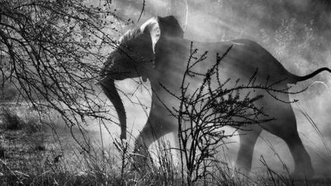 Sebastião Salgado: Fotographie eines Elefanten in Sambia (Foto: dpa Bildfunk, dpa Bildfunk - Sebastiao Salgado)