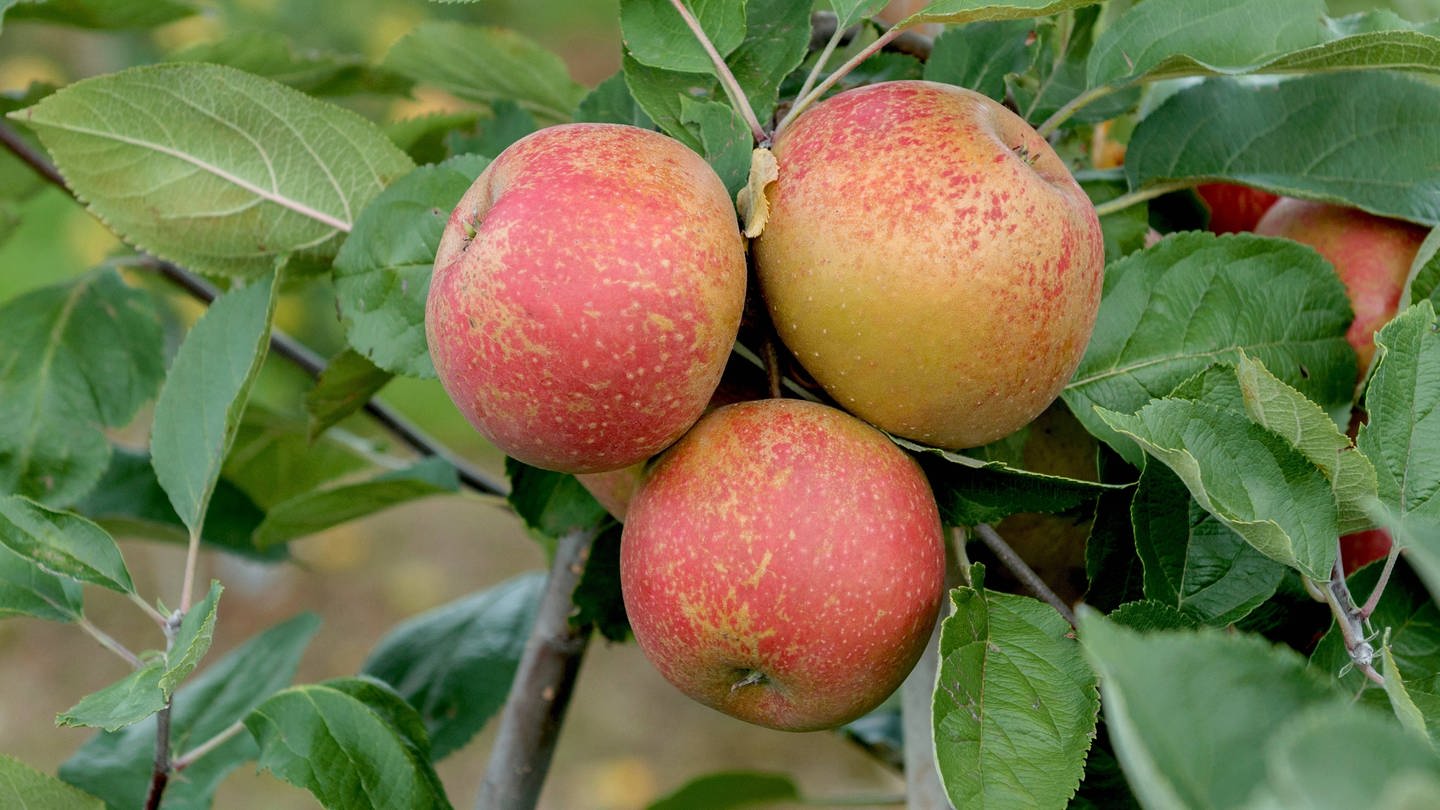 Drei Äpfel am Baum, Sorte Roter Boskoop (Foto: IMAGO, imago/blickwinkel)