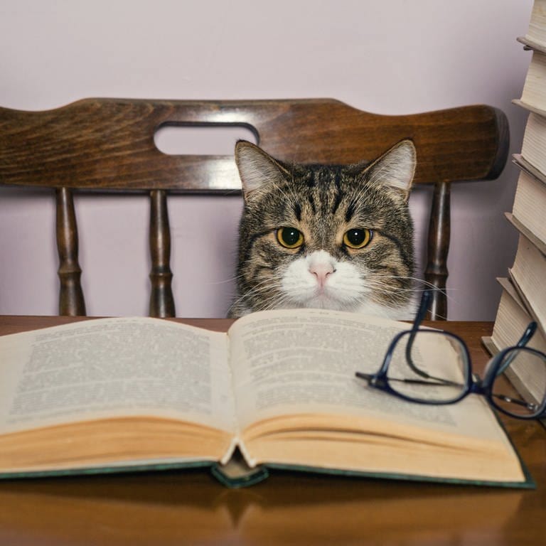 Eine Katze mit Brille vor einem Stapel Bücher (Foto: IMAGO, IMAGO / agefotostock)