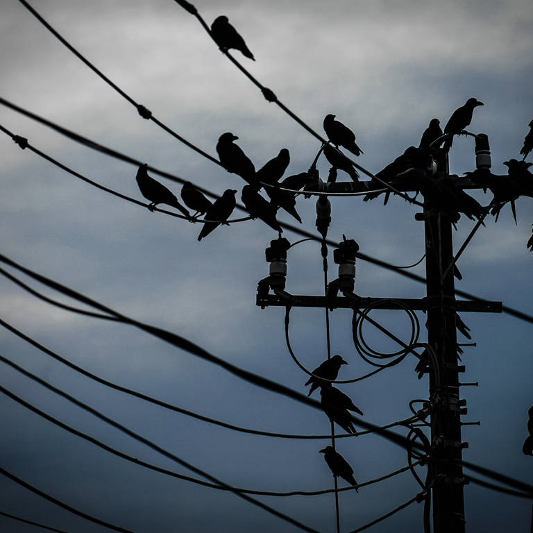 Krähen sitzen auf Stromleitungen
