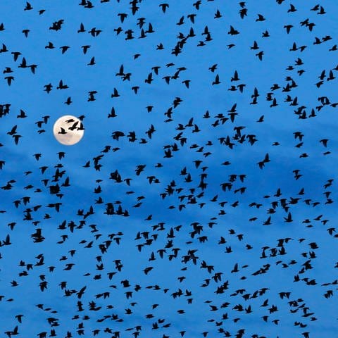 Ein Vogelschwarm von Staren fliegt am Abendhimmel dem Vollmond entgegen. (Foto: IMAGO, 100)