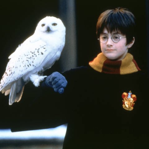 Ein Filmstill aus "Harry Potter und der Stein der Weisen" (2001): Harry Potter und seine Eule Hedwig