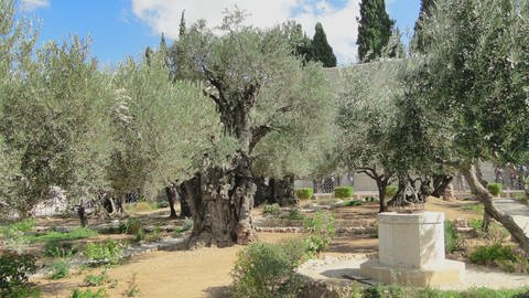 Alte Olivenbäume im Garten Gethsemane in Jerusalem