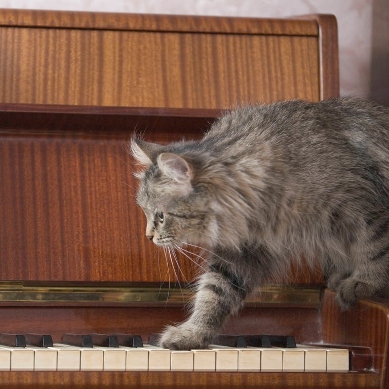 Katze läuft auf einem Klavier (Foto: IMAGO, Imago YAY Images)