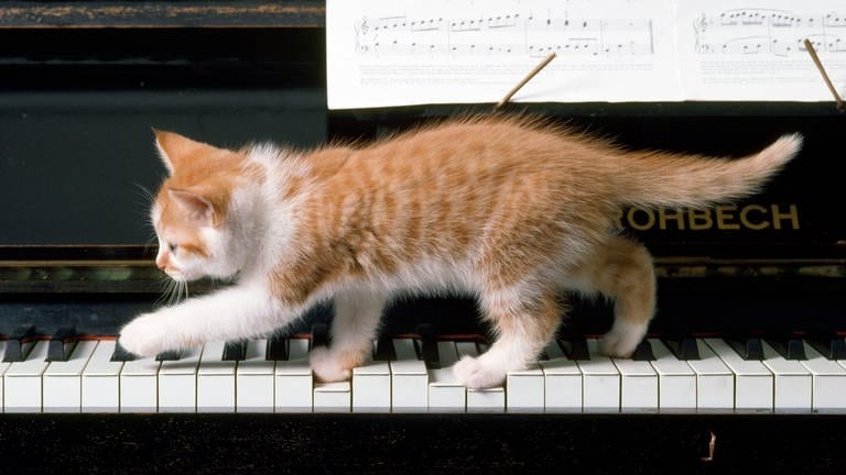 Katze auf Klavier (Foto: IMAGO, Ardea)