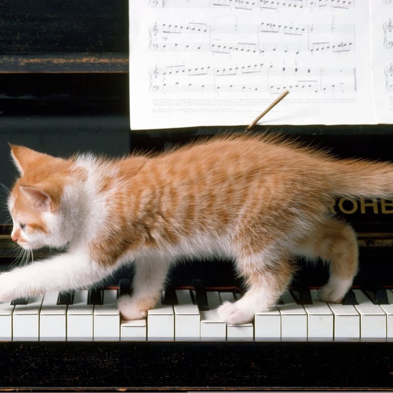 Katze auf Klavier