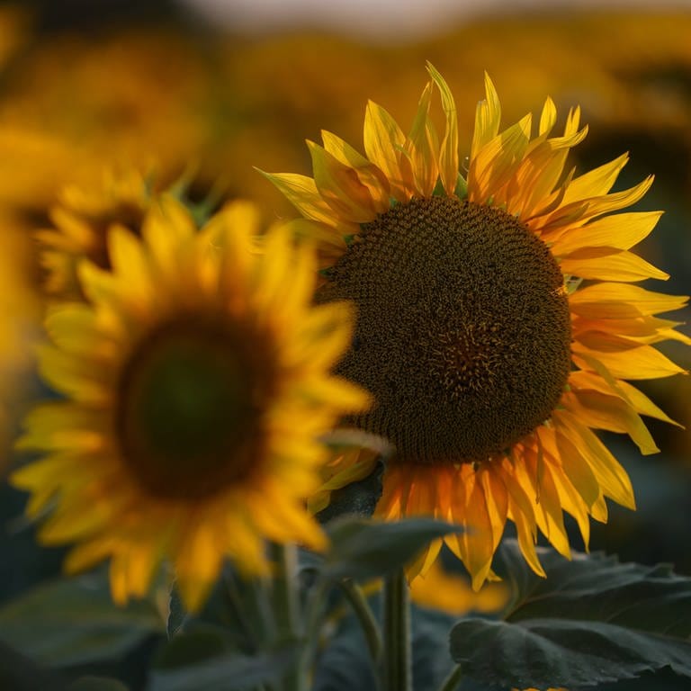 Sonnenblumen (Foto: IMAGO, IMAGO /  ITAR-TASS / Alexei Konovalov)