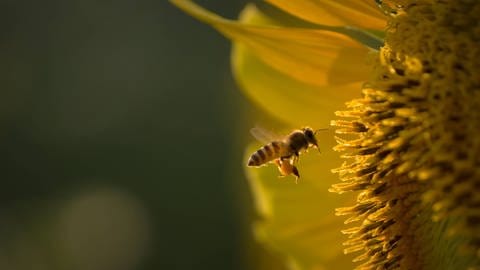 Biene fliegt Sonnenblume an