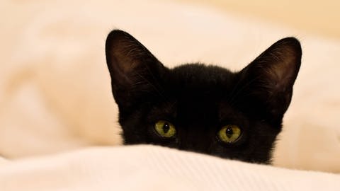 Katze spitzt die Ohren (Foto: IMAGO, YAY Images)