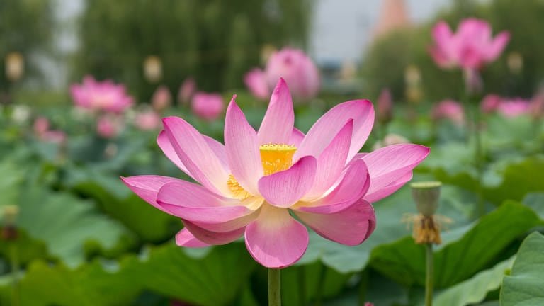 Die Lotusblume