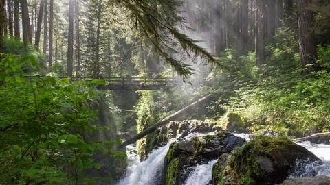 Wald-Idylle (Foto: IMAGO, IMAGO / SuperStock)