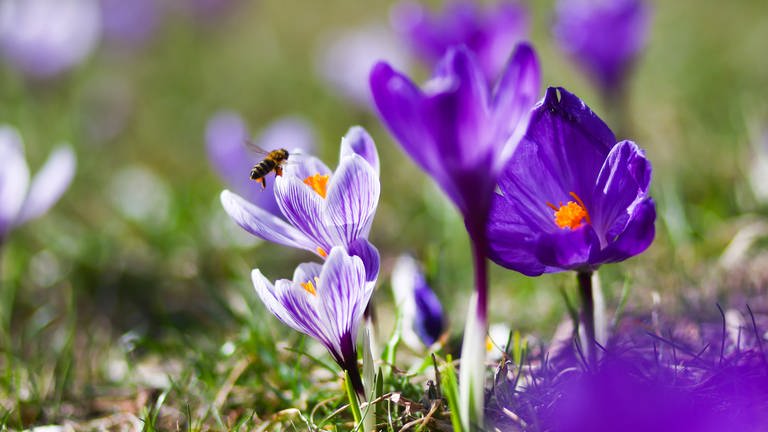Blühende Krokusse und eine Biene als Zeichen für den Frühlingsanfang (Foto: IMAGO, Imago / NurPhoto / Beata Zawrzel)
