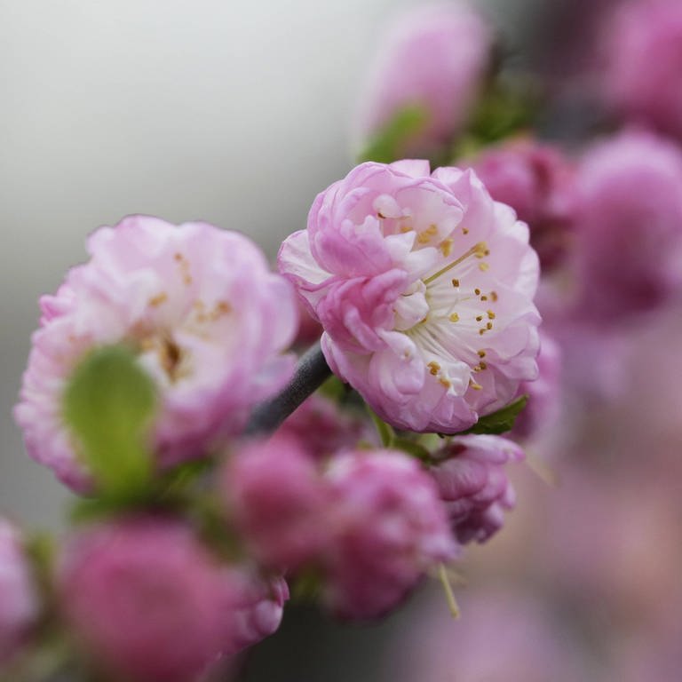Mandelblüte: Rosa Blüten am Ast eines Mandelbaums