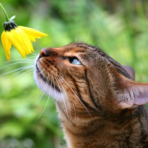 Bengalkatze riecht an einer gelben Blüte