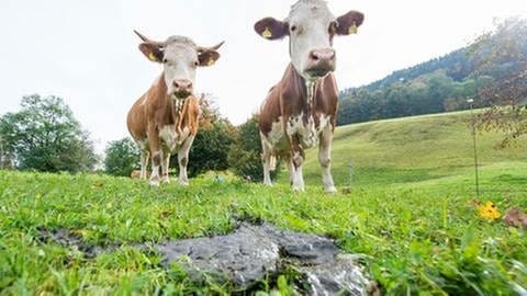 Kühe auf der Weide (Foto: picture-alliance / Reportdienste, picture-alliance / Reportdienste -)