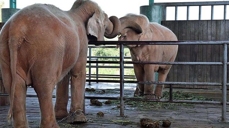 Weiße Elefanten in Gefangenschaft in Myanmars Hauptstadt Nay Phyi Taw
