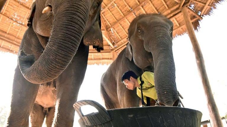 Elefantenfütterung im Touristen-Elefantencamp von Green Hill Valley (Foto: SWR, SWR - Peter Jaeggi)