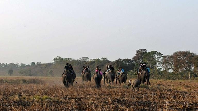 Reiten auf Elefanten ist in Asien eine beliebte Touristenattraktion