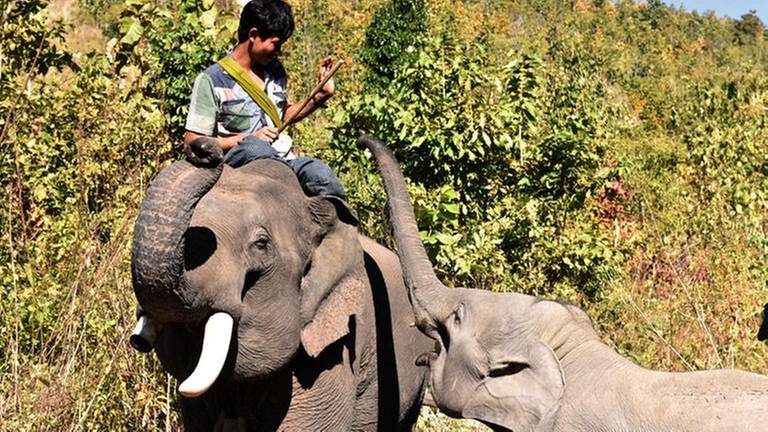 Elefanten in einem staatlichen Rehabilitationscamp in Myanmar