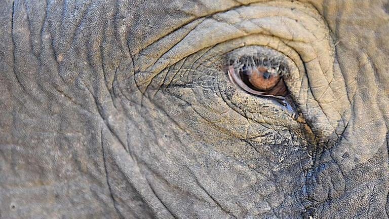Elefanten haben schöne Augen und lange Wimpern.