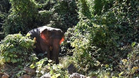Ehemals frei lebender Elefant in Myanmar