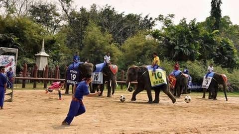 Elefantenfußball in Thailand (Foto: SWR, SWR - Foto: Peter Jaeggi)