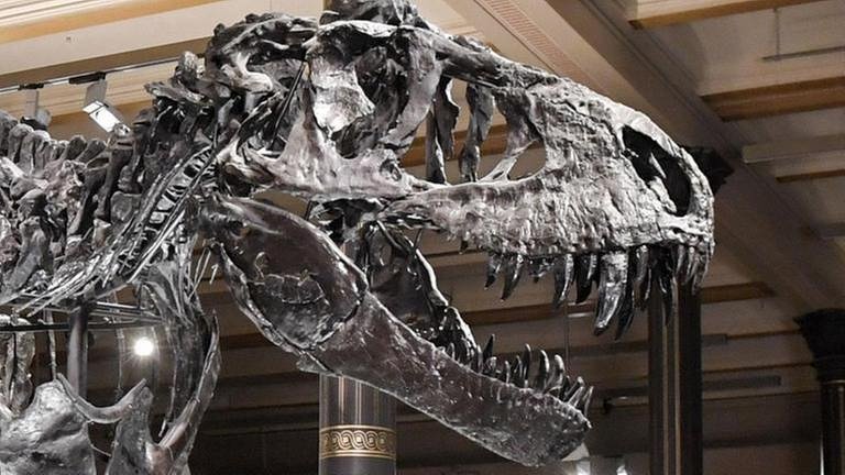 Tyrannosaurus rex Tristan, Naturkundemuseum Berlin (Foto: picture-alliance / Reportdienste, picture-alliance / Reportdienste -)
