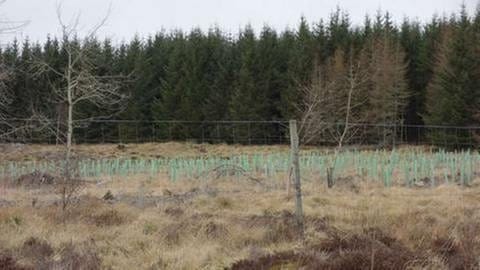 Wegen des vielen Rotwilds in den Highlands müssen junge Bäume aufwendig vor Verbiss geschützt werden. (Foto: SWR, Thomas Kruchem -)