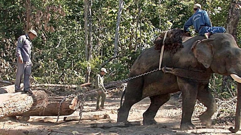 Arbeitselefant in Myanmar