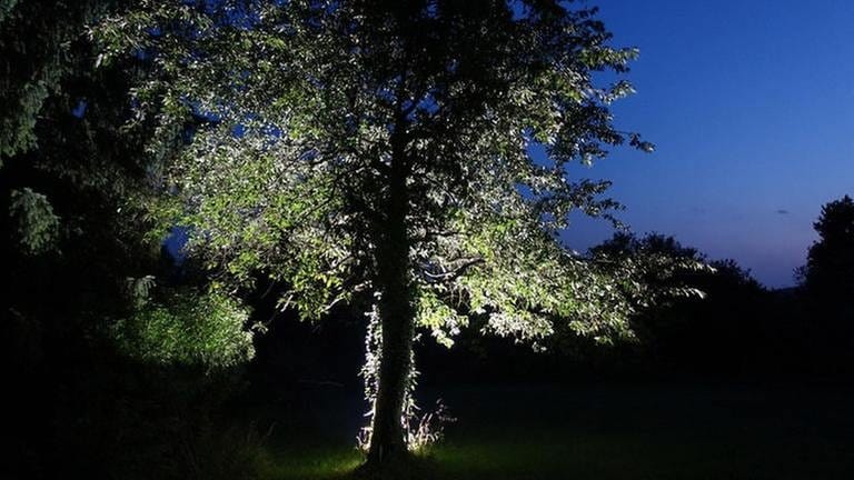 ein Baum, angestrahlt, im Gegenlicht (Foto: SWR, SWR - Werner Cee)