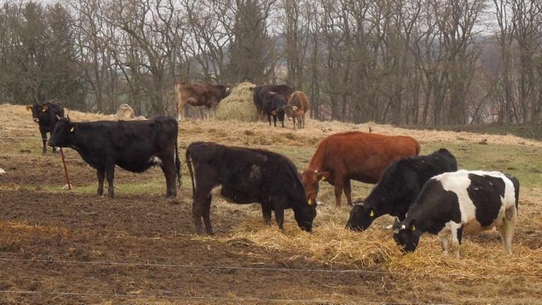 Kühe unterschiedlicher Rassen auf einer Weide in Brandenburg (Foto: SWR, SWR - Ernst-Ludwig von Aster)