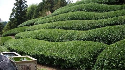 Teegarten und Teeanbau in Japan