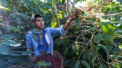 Auf der Farm von Andrés Quintanilla in El Salvador werden Herbizide ersetzt durch Handarbeit (Foto: Luca Siermann)