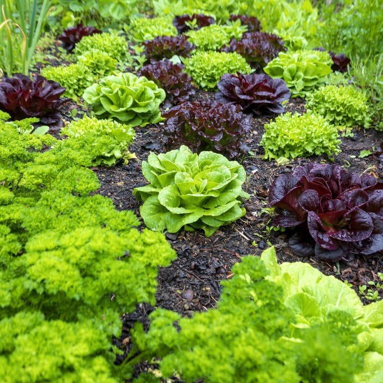 Permakultur: Beet mit Petersilie und verschiedenen Salaten (Foto: IMAGO, imago images / Westend61)