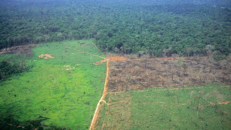 Der Amazonas-Regenwald wird in Brasilien mehr und mehr zerstört: Ein Teil der Fläche ist bereits in Gründland umgewandelt, ein weiterer Teil durch Brandrohdung zerstört; im Hintergrund der eigentliche Regenwald